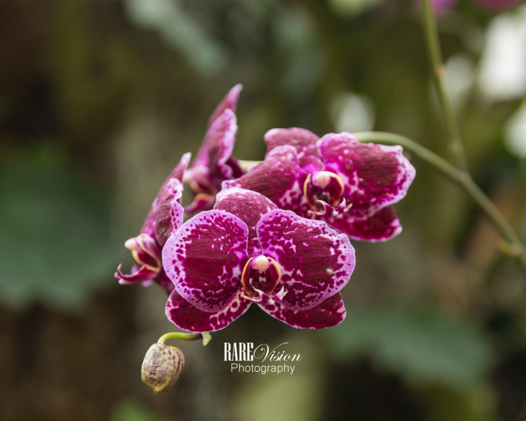 Image of orchid shot at Missouri Botanical Garden